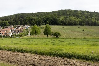 Les agriculteurs obtiennent un sursis d'un an pour les surfaces de promotion de la biodivsersité (archives). KEYSTONE/GAETAN BALLY
